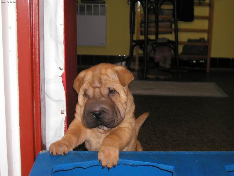 Foto: Berry - 8 t�dn�