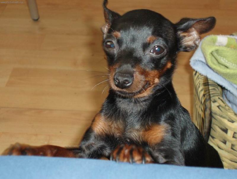 Foto: krysa�i�ka