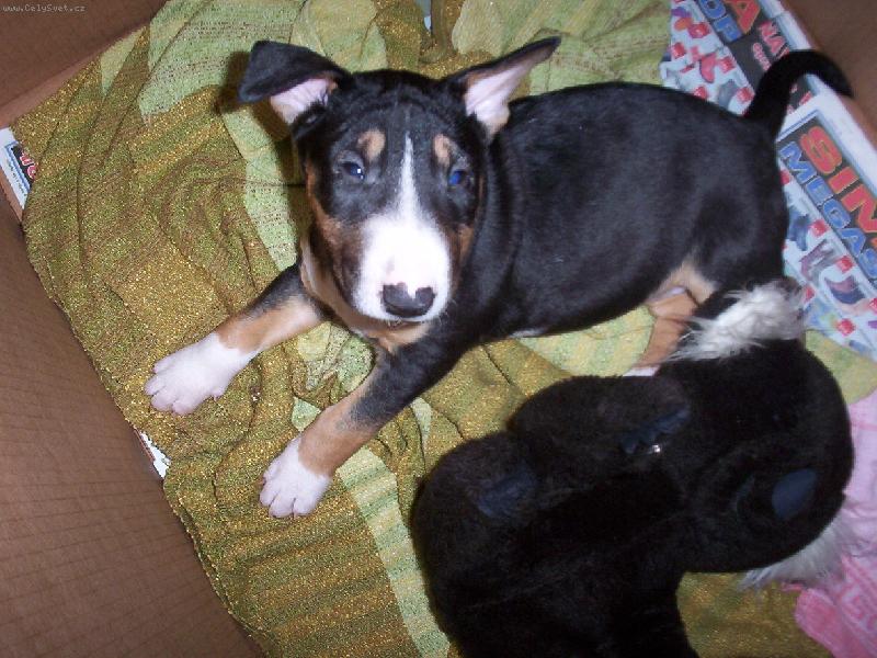 Foto: steniatko v krabici