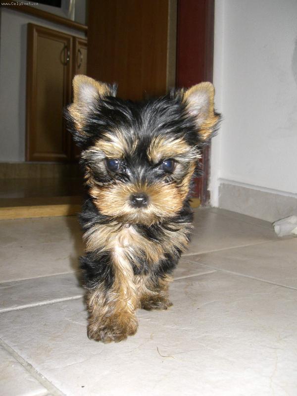 Foto: york��rsk� teri�r