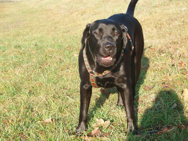 Foto: Bryta od mar�ovsk�ch luk-Brata venku