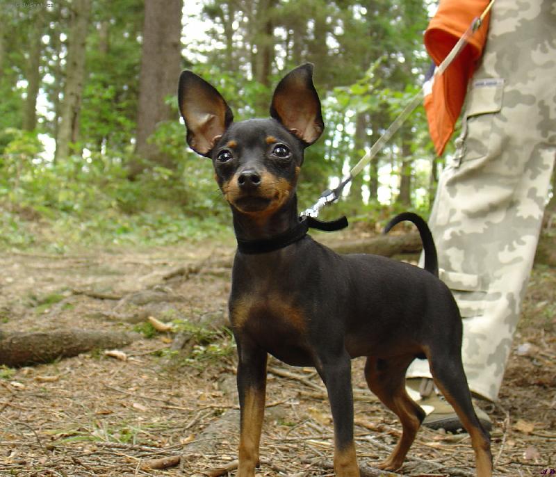 Foto: Na v�let� v lese