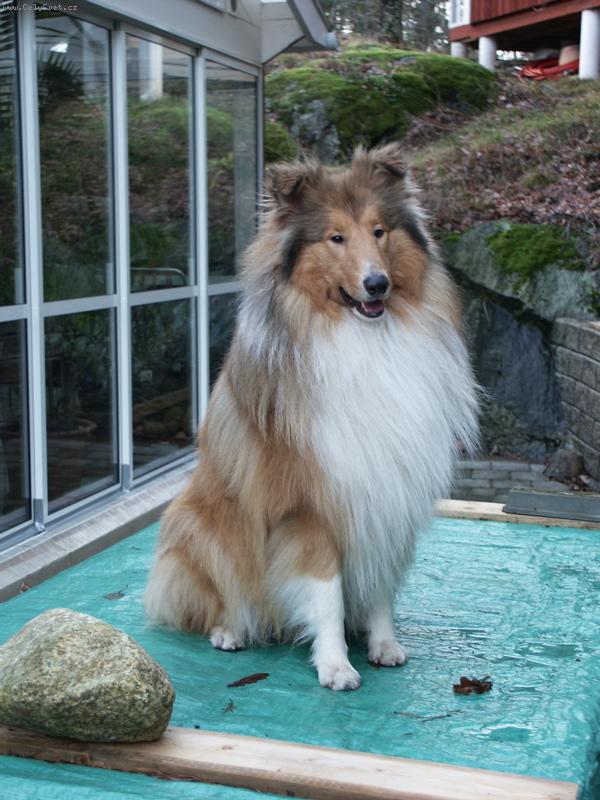 Foto: kolie dlouhosrst�