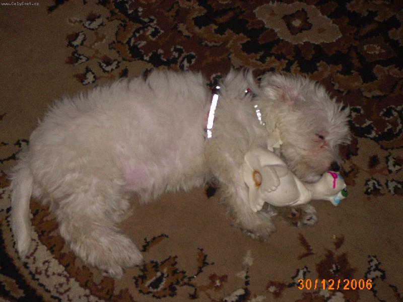 Foto: Po hr�tk�ch s tyg��kem jsem hned usnula s dinosaur�kem