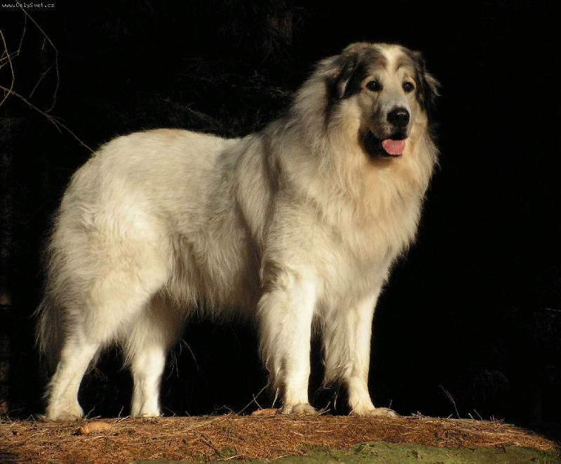 Foto: u n�s v lese