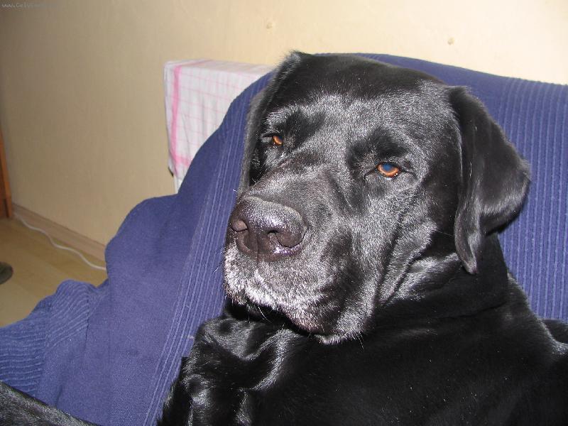 Foto: Badysek-6 lety mil��ek Bad�sek