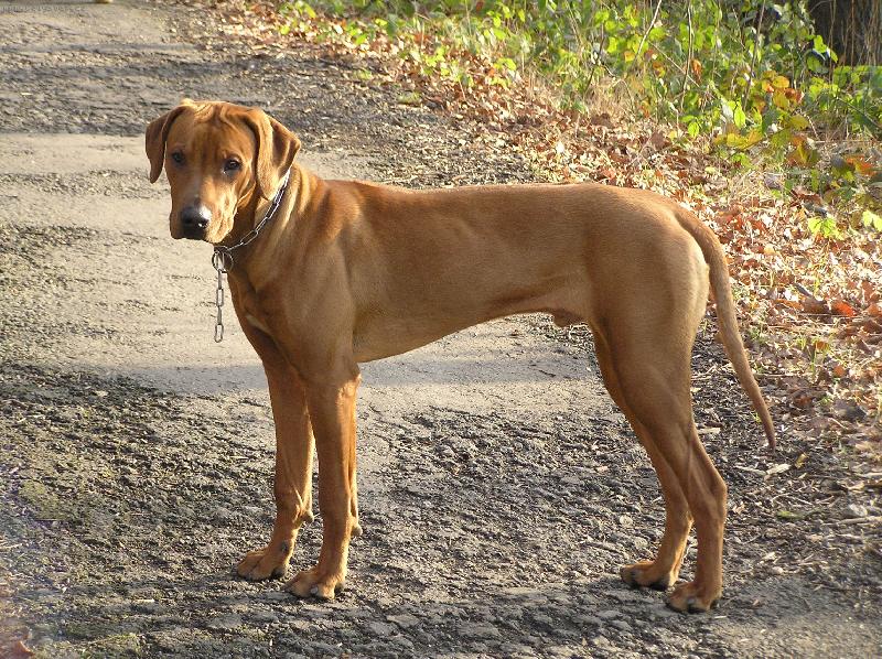 Foto: Mon-Mon v lese