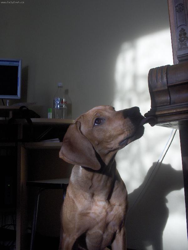 Foto:   Magaret-  Nase mag