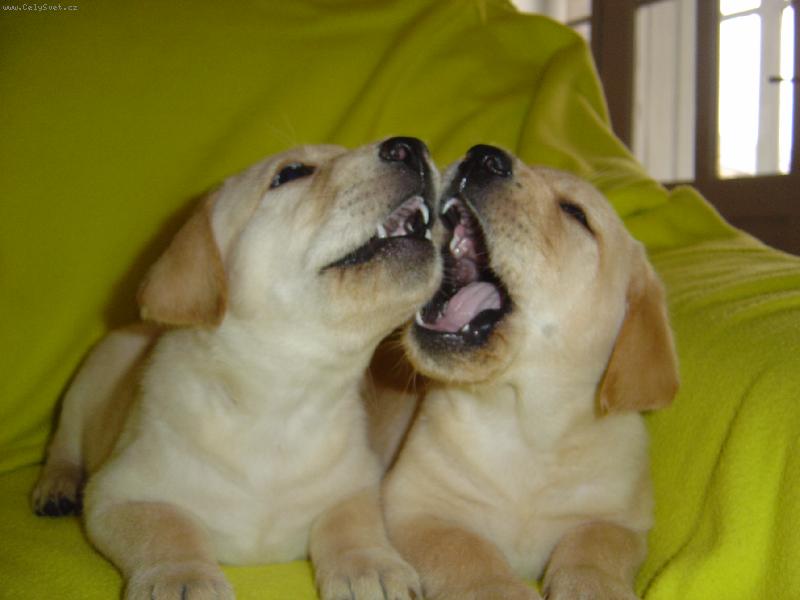 Foto: Labradorci-nejrad�ji d�l�me binec!