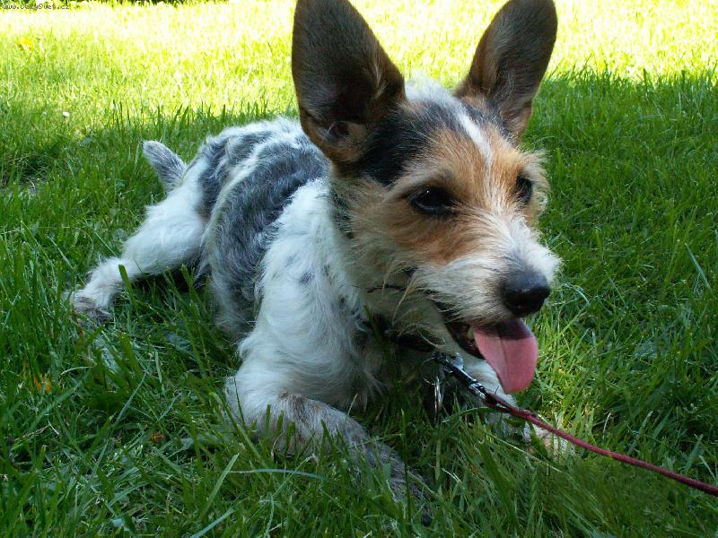 Foto: Zv�dav� �roubek