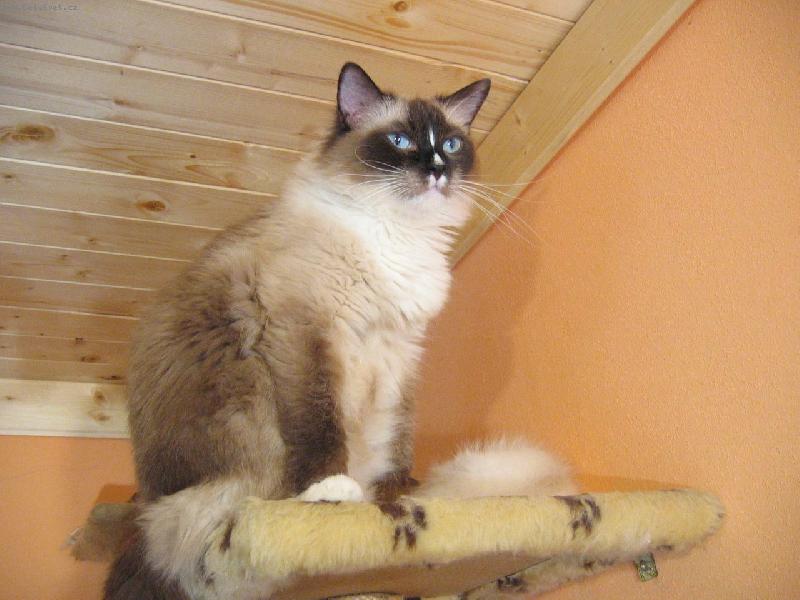 Foto: Binka u de Borgione-Die Prinzesin :-)))