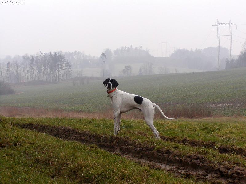 Foto: Snoopy 8 m�s�c�-venku