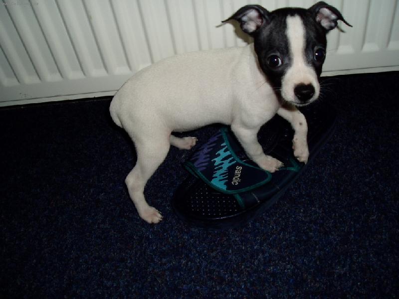 Foto: Alice Angel Centia-takov� roztomil� �t���tko...