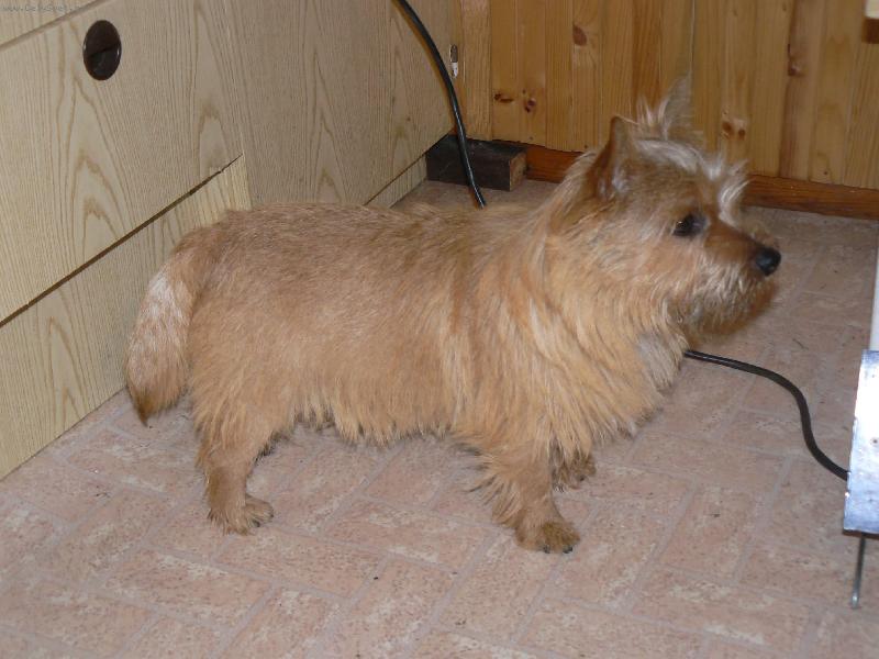 Foto: Norvi�-Benny (Jakub z Mu�k�tov� zahrady)