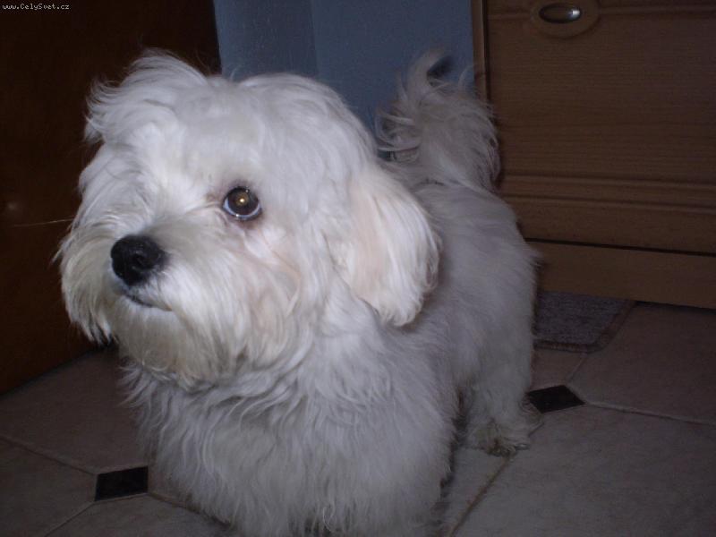 Foto: Kuku�-Malt�z��ek Monty