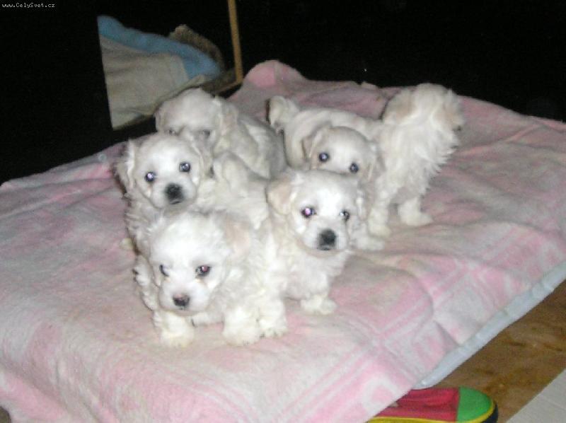 Foto: STENIATKA-STENIATKA