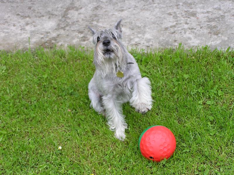 Foto: VIKI-No tak pani�ko\\.\\.\\.