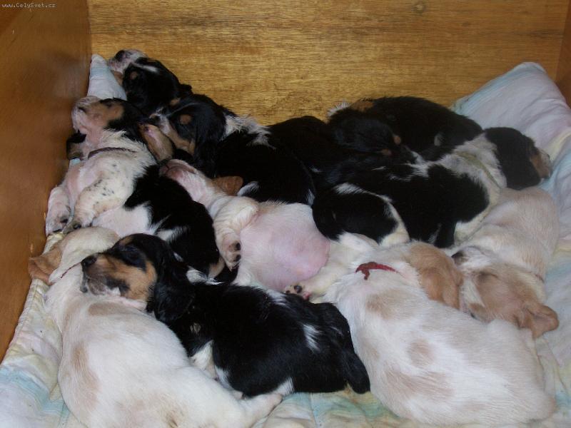 Foto: baset� mim�a