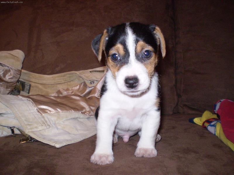 Foto: Bubo-Na�e nov� �t���te�ko...