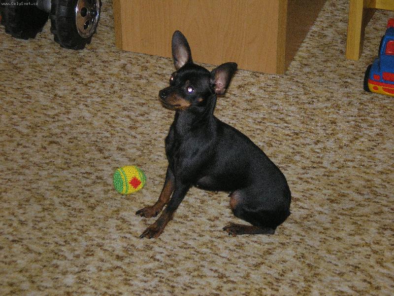 Foto: CESINKA 2 ROKY-CESINKA 2 ROKY