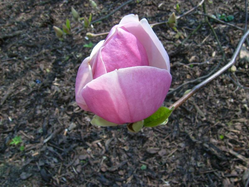 Foto: magnolie-r��ov�