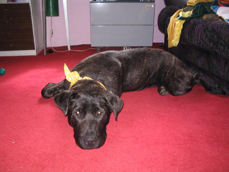 Foto: am�lka-ahoj, ja sem am�lka