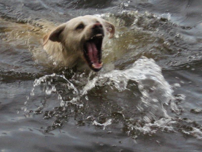 Foto: Argo a vodn� hr�tky-Argo a vodn� hr�tky