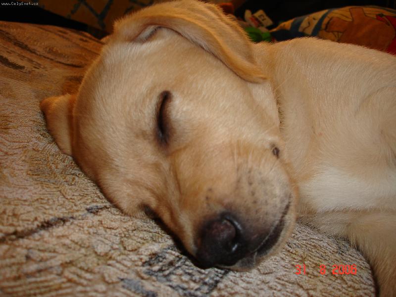 Foto: Mufanek-MUF se rad vali