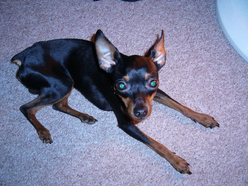 Foto: Rambo-Na� mil��ek