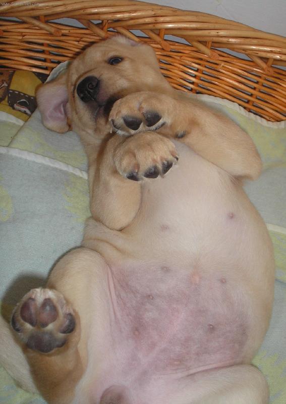 Foto: Britu�ka :))-Brita 6 t�dn�