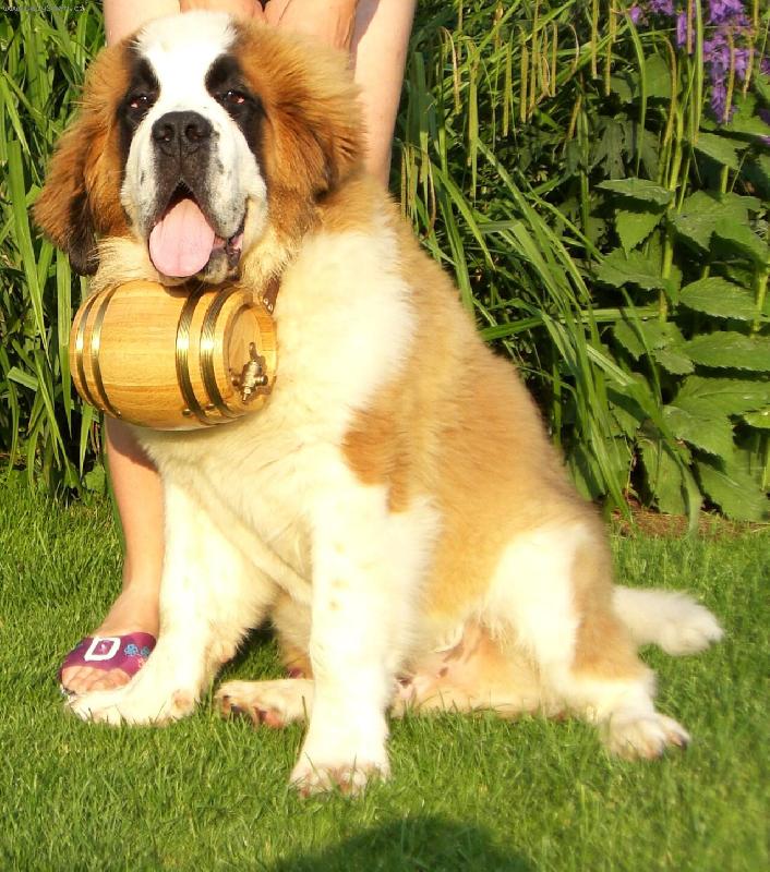 Foto: Dante spod Paj�t�na-5 m�s�c�