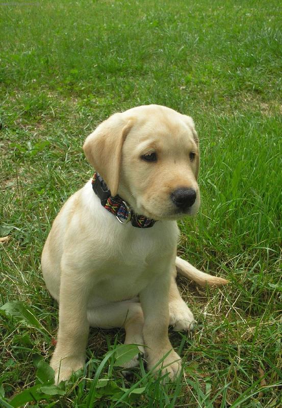 Foto: Labradorsk� retr�vr-�t�n�