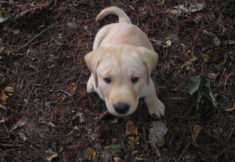 Foto: Moje  mulo malink�-....