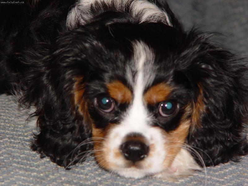 Foto: endik-zlaticko