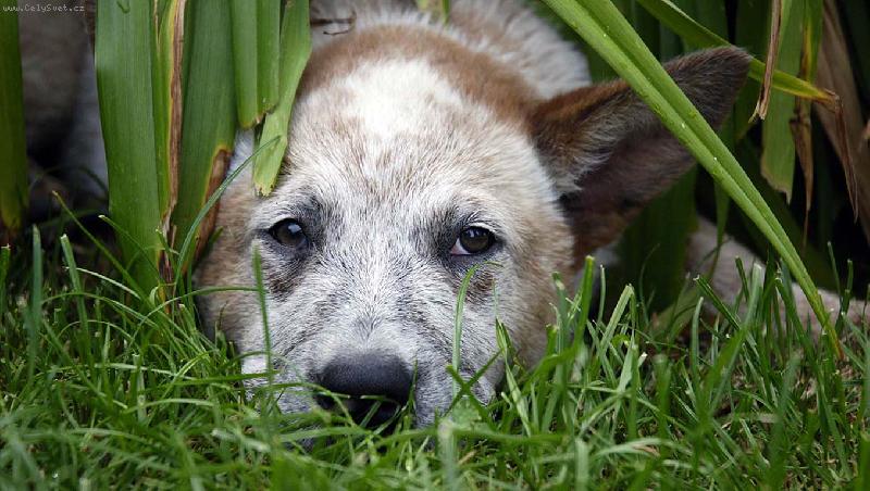 Foto: AUSIE 01-Australsk� hon�ck� pes