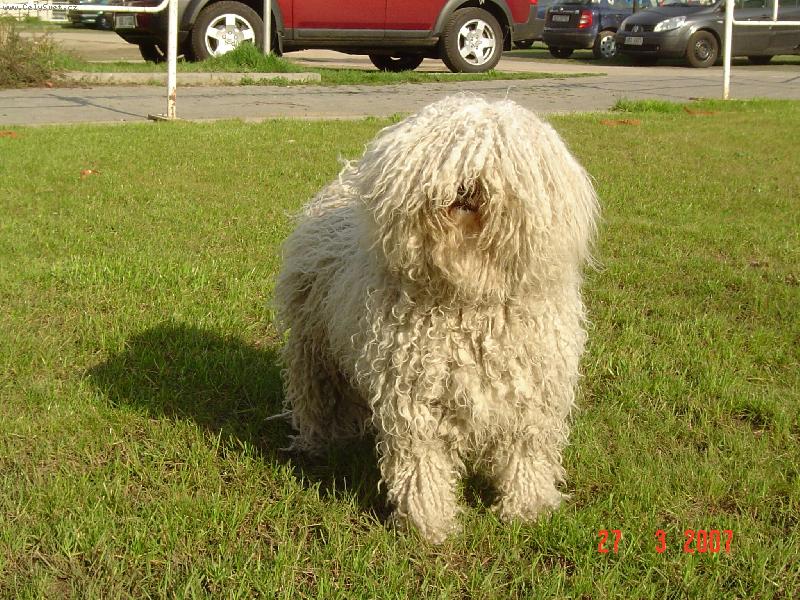 Foto: Lenke MAROSTELEKI, JCH �R