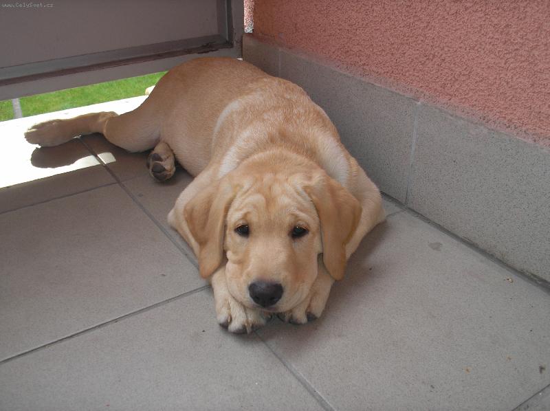 Foto: Labradorka-Brita