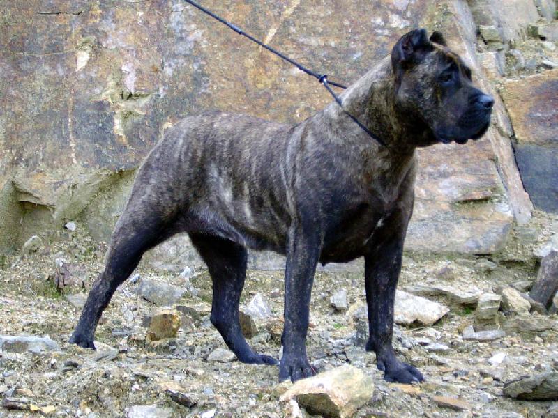 Foto: Parisienne-Rey Gladiador