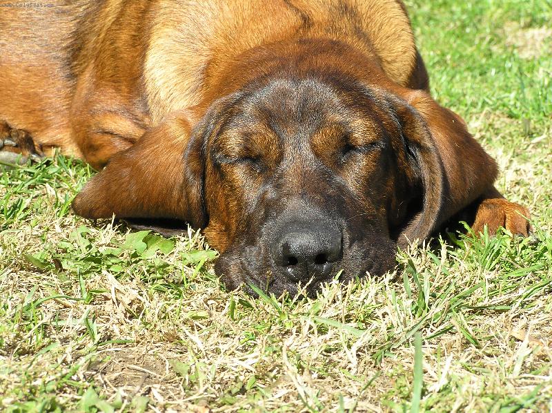 Foto: Orinka-poledn� siesta