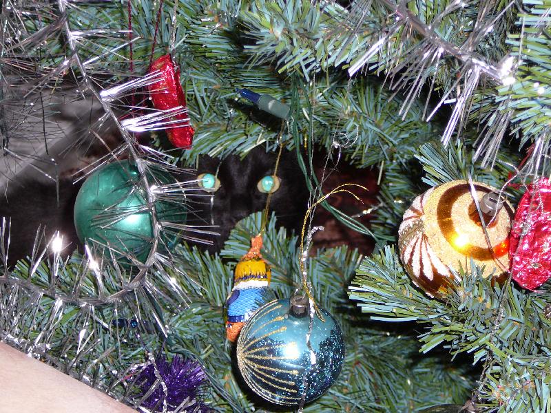 Foto: nov� ozdoba-zv�dav� o�i