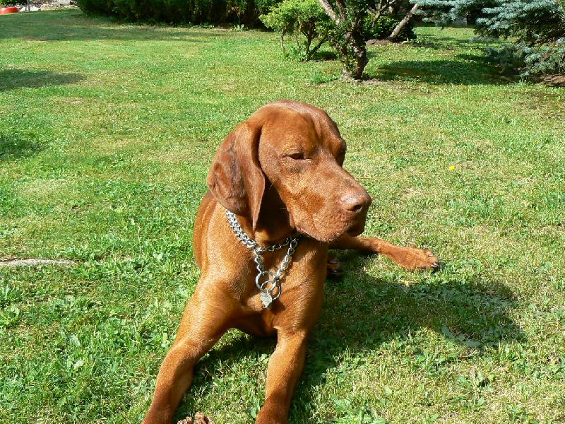 Foto: Paddy z D���na-Teplou�ko m�m taky r�d