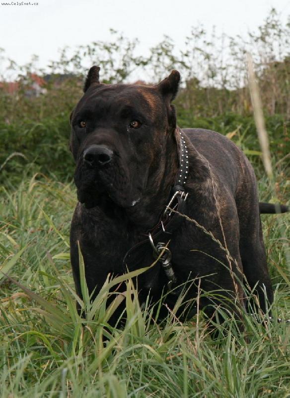 Foto: Masserati BB-9 m