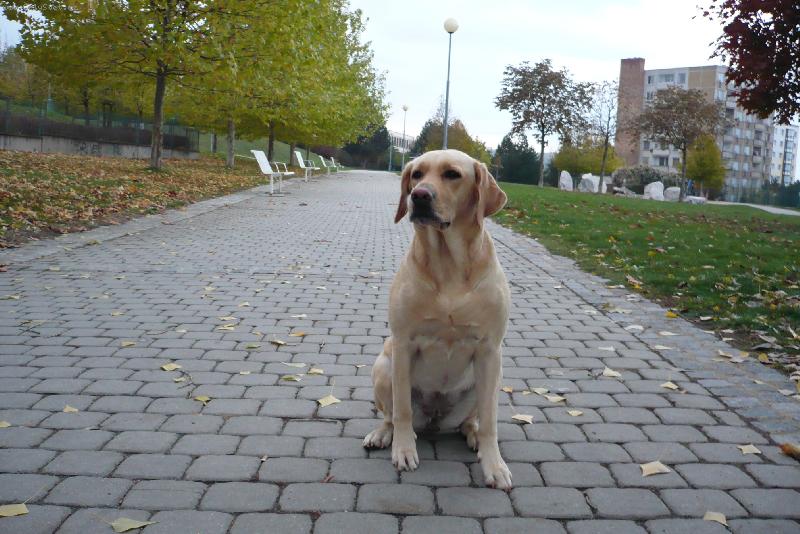 Foto: B�ra-Poch�zka v ner��ov�m sad�