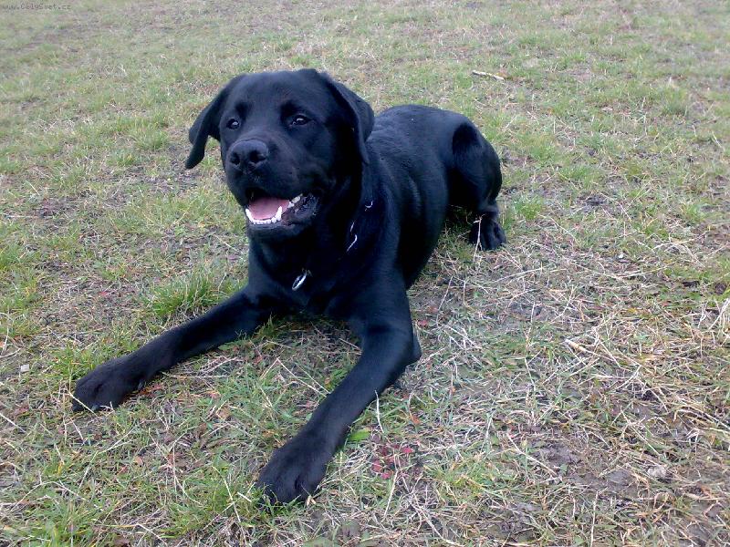 Foto: Sid-9 m�s�c� (60cm, 30kilo) :-)