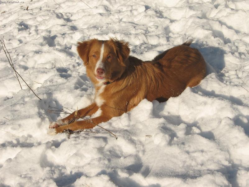 Foto: pohoda ve sn�hu