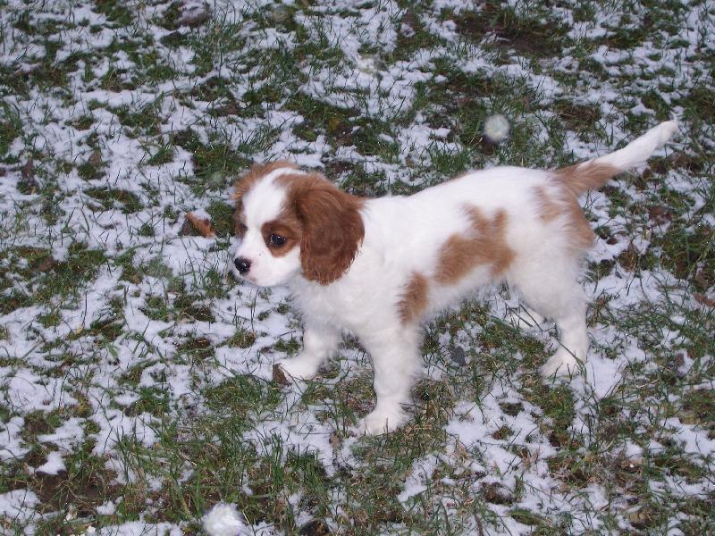 Foto: Archie z Otic 2