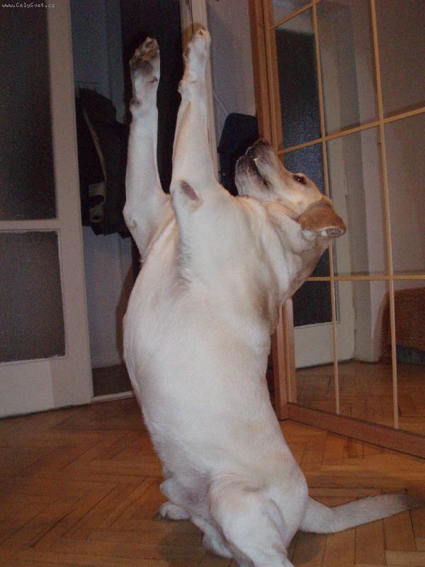 Foto: Andy Sviadnovsk� kozl�k-um�me i prosit