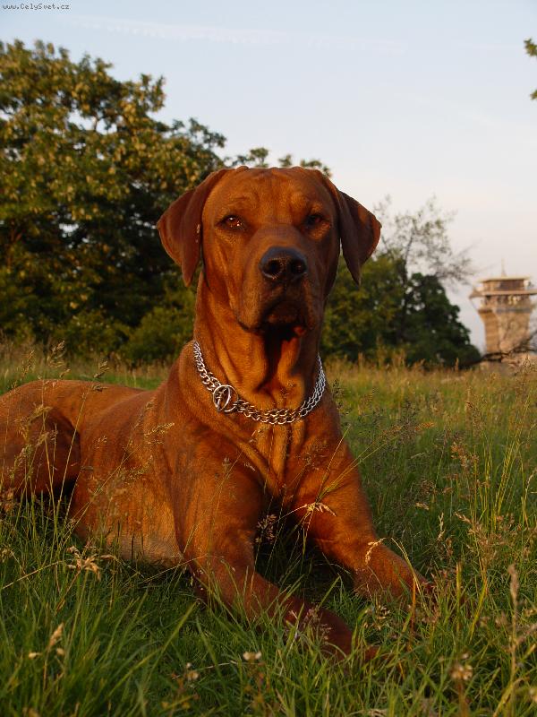 Foto: Theo-3-let� pejsek