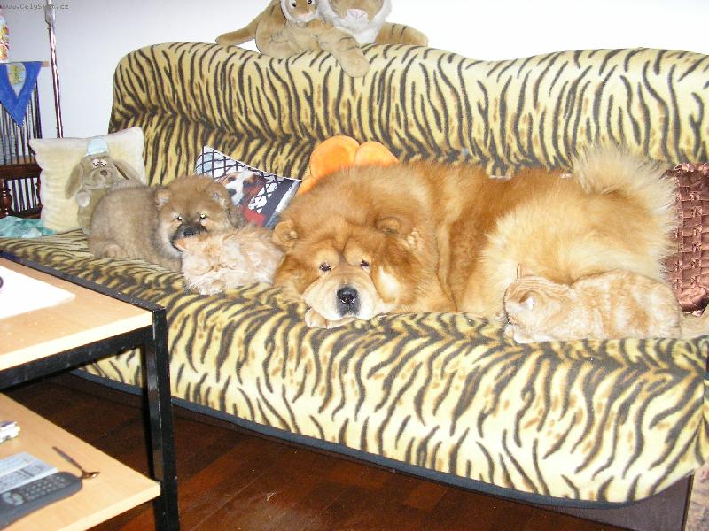 Foto: odpoledn� siesta