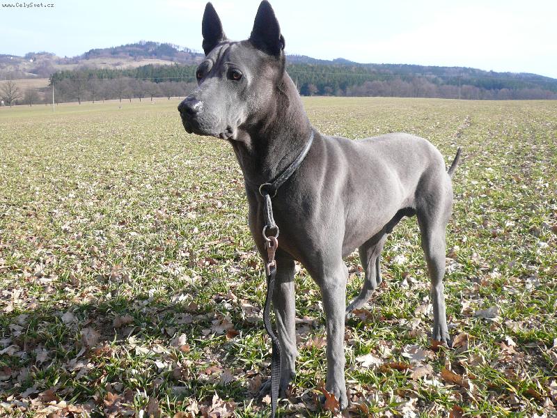 Foto: www.thailandridgeback.cz-Thaikru